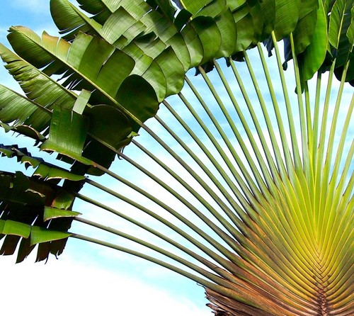 Ravenala madagascariensis
