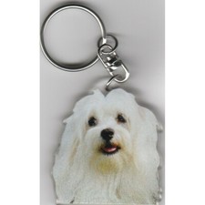 BICHON MALTAIS CHIEN PORTE