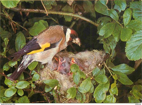Carte postale animaux - postale,