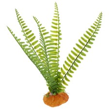  Terrarium de reptiles, plante