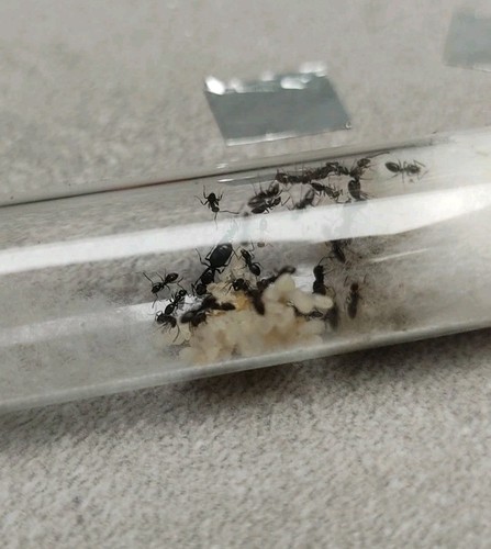Fourmis tapinoma nigerrimum