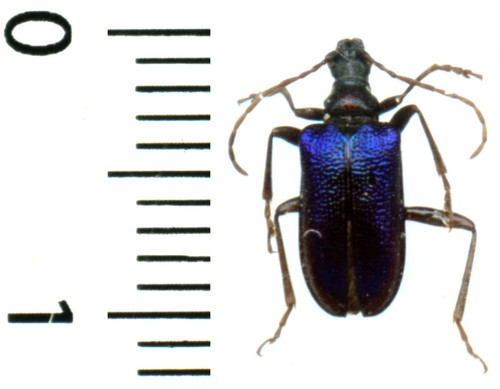 Cerambycidae gaurotes - cerambycidae,