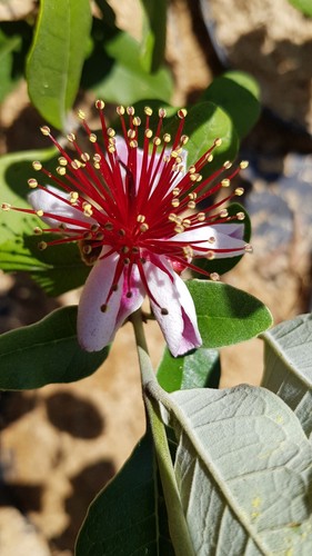 Feijoa sellowiana coolidge - sellowiana,