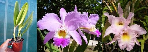 Cattleya gaskelliana rlc - x,