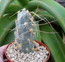 CUMULOPUNTIA CRASSICYLINDRICA