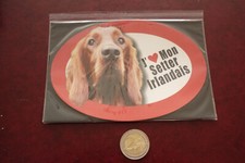 GRAND MAGNET CHIEN  /  SETTER