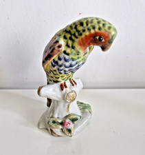 Peroquet perruche en