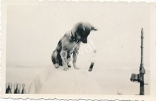 Photo militaire ww2 - photo,