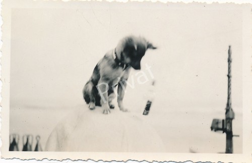 Photo militaire ww2 - photo,