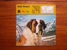 SAINT BERNARD   chien  Carte
