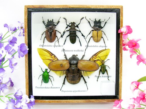 Insectes exotiques réel - insectes,