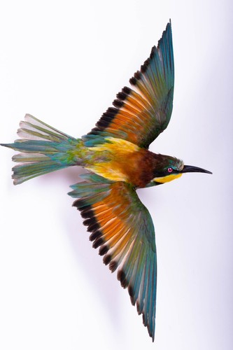 Taxidermy bee eater bird wall - taxidermy,