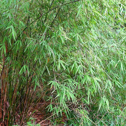 Fargesia angustissima bambou - angustissima,