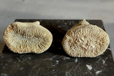 lot 2 coraux fossiles corail