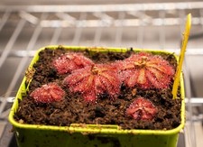 Plante Carnivore - Drosera