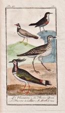Kiebitz Lapwing Vanneau Oiseau