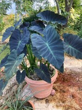Colocasia Coal Miner   -1 plant