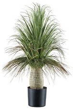Beaucarnea, 60cm, Vert Dans Pot en Plastique 12,5x11,5cm Plantes Artificielles