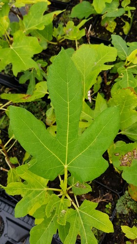 Ficus carica dame blanche - ficus, 'dame