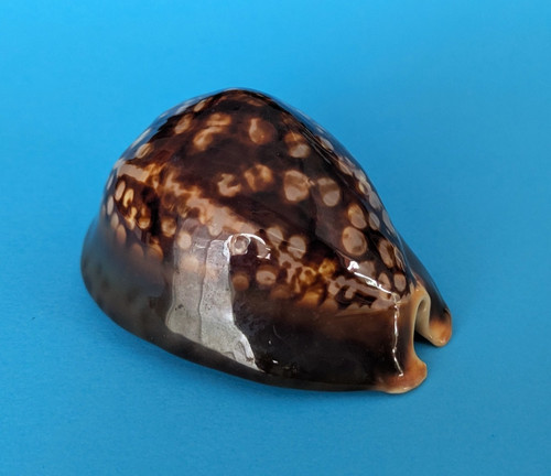 Cypraea mauritiana mm - mauritiana,