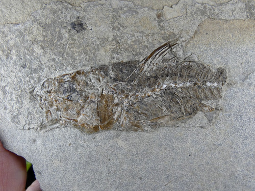 Smerdis dapali macrurus france - smerdis,