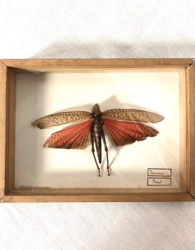Entomologie tropidacris dux - tropidacris,