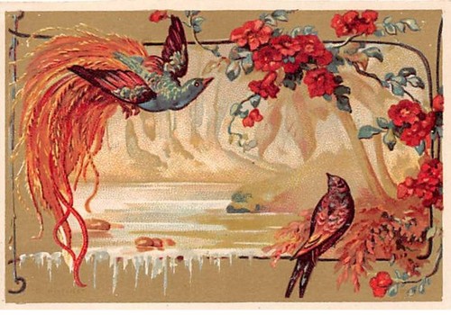 Chromos cor14220 oiseaux - -,