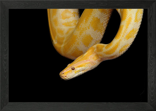 Albino python close framed - python, close-up