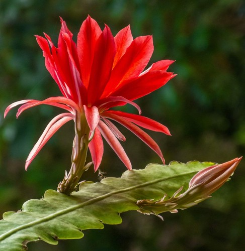 Epiphyllum oxypetalum - , cv
