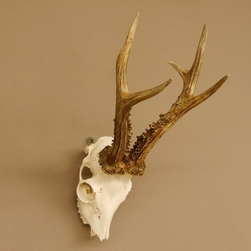 Antlers chevreuil - antlers, de