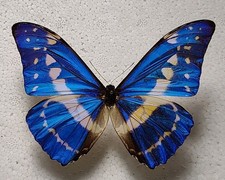 Entomologie Morpho cypris male
