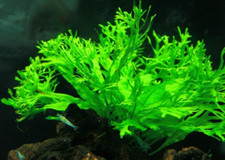 pot microsorum windelov