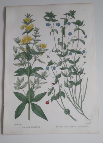 Planche botanique gravée - planche, sur