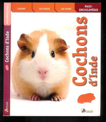 Cochons inde achat les - d'inde, l'achat