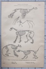 1868 Imprimé Squelettes