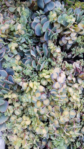 Sedum sieboldii