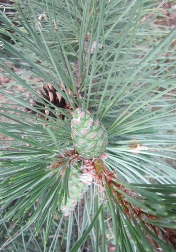 Pin parasol sciadopitys - pin,