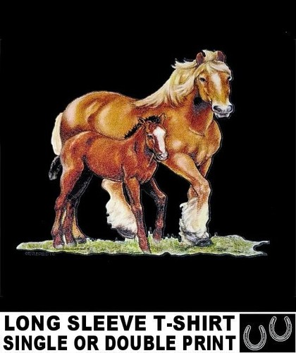 Palomino shire draft - palomino,