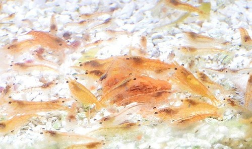 Crevettes caridines sakura - 12,