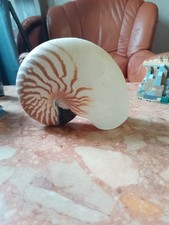 Curiosité Coquillage Grand