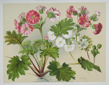 Primevère Védy Lithographie