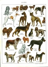 Document ancien chiens au dos chats recto-verso issu du livre de 1959