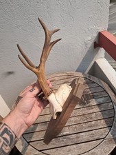 Trophée de chevreuil sur écusson #0908(5)