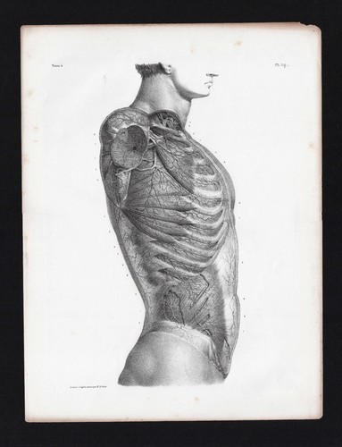 Gravure anatomie bourgery - gravure,