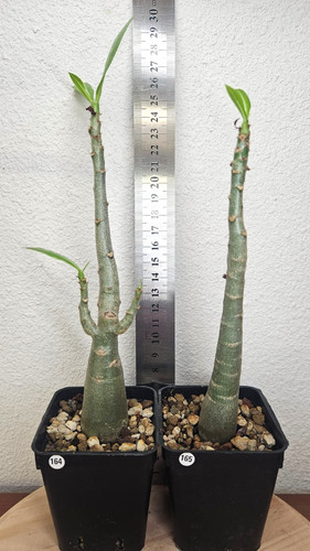 Adenium arabicum 2 - adenium,