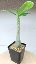 Adenium arabicum live - adenium,