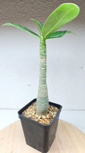 Adenium arabicum live - arabicum, ➡️live
