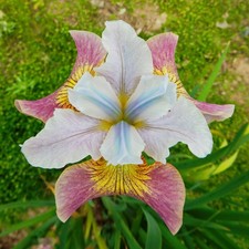 Iris Rhizome rustique Plante