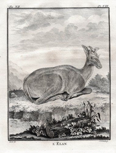 Moose élan animaux gravure - moose,