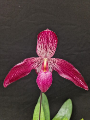 Flacon paphiopedilum - de,